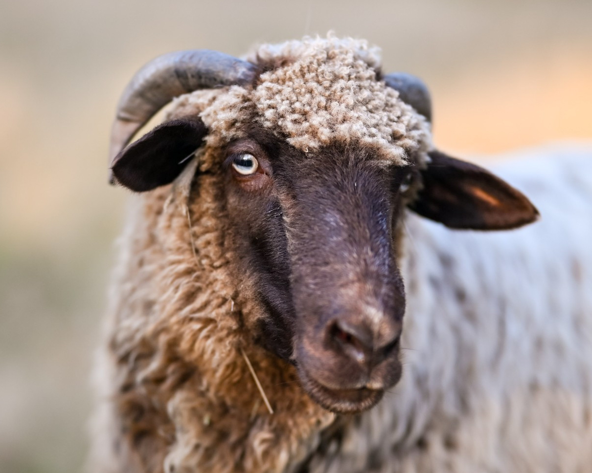 Header Image
Charity of the Month
Ballydídean Farm Sanctuary
Black Ouessant Sheep