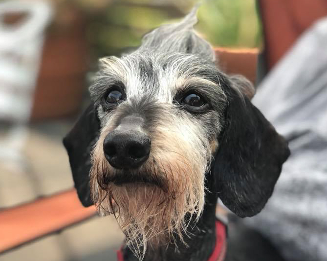 Header Image
Charity of the Month
Beck's Place
Black White Hairy Dachshund