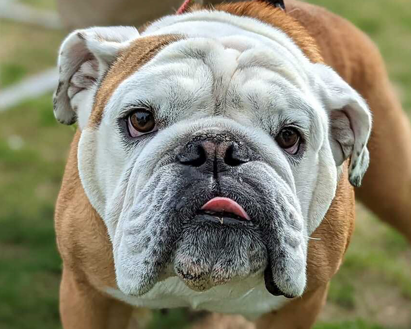 Header Image
Charity of the Month
Bulldog Haven NW
White Brown English Bulldog