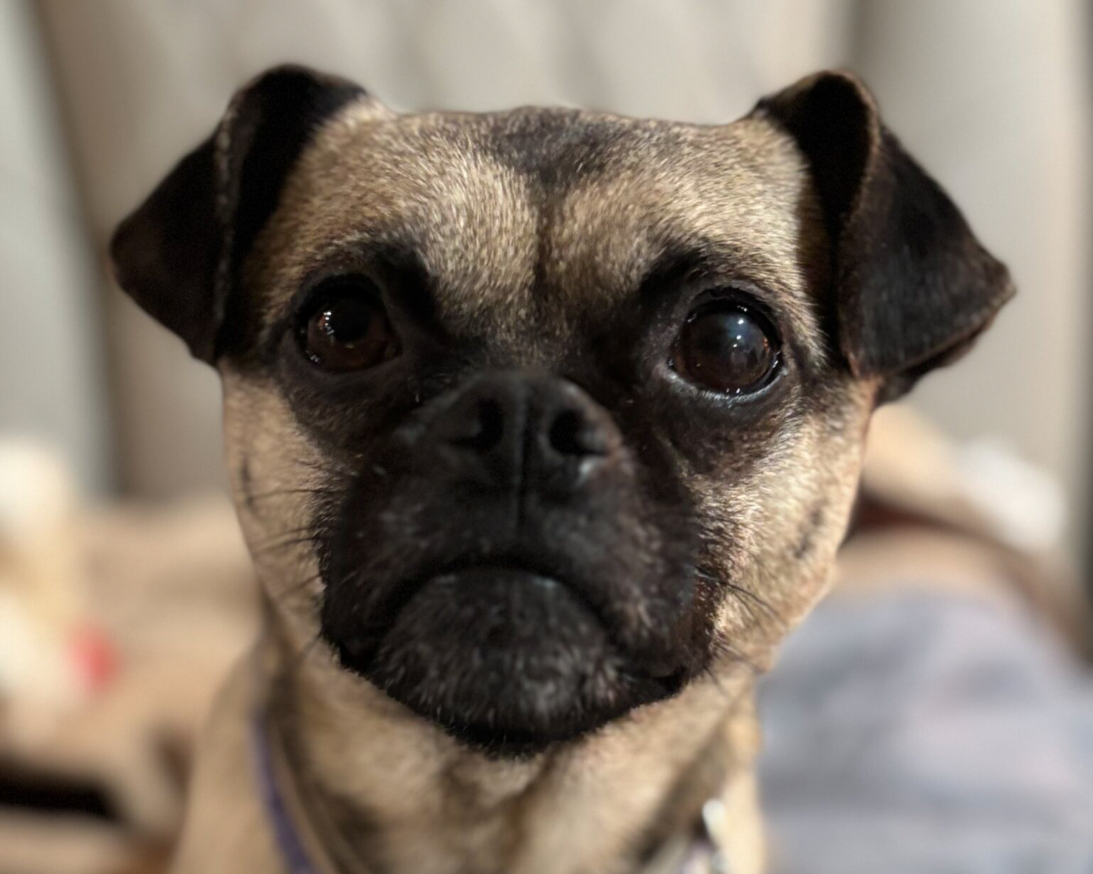 Header Image
Charity of the Month
Church of Pug
Pug Dog