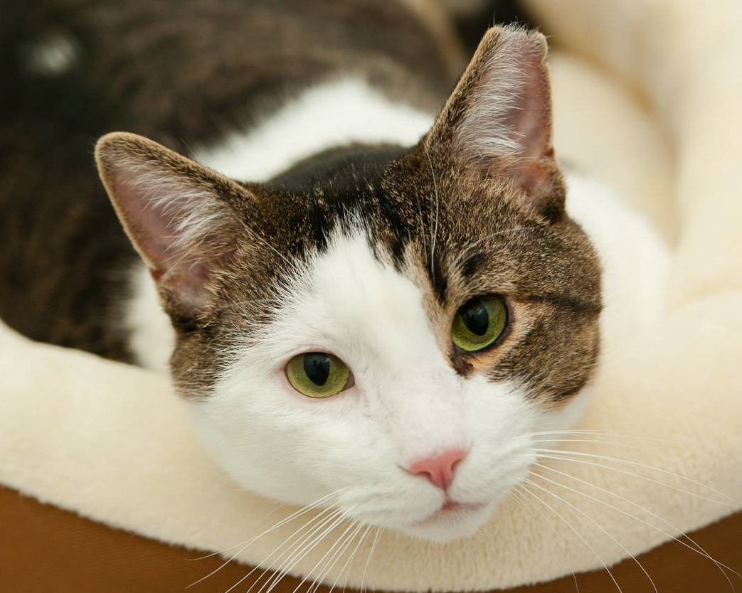 Header Image
Charity of the Month
Community Cat Coalition
Brown White Domestic Cat