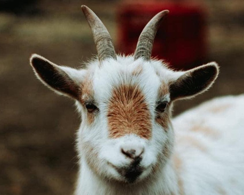 Header Image
Charity of the Month
Elf Sanctuary
Pygmy Goat