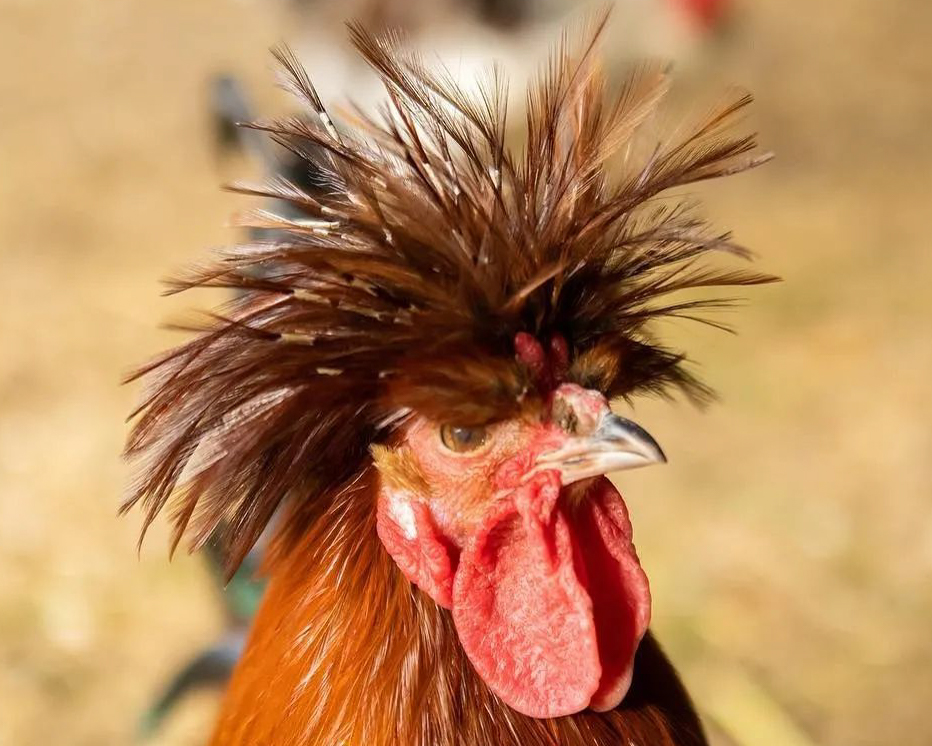 Header Image
Charity of the Month
Farm Haven
Red Rooster