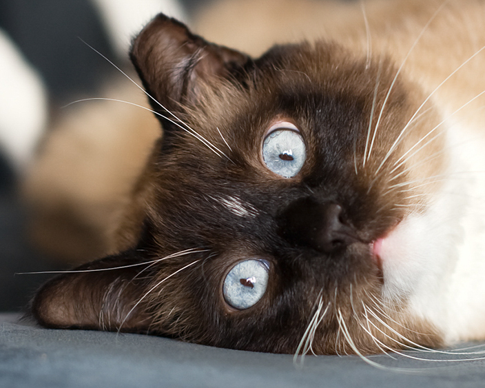 Header Image
Charity of the Month
Feral Cat Spay/Neuter Project
Siamese Cat