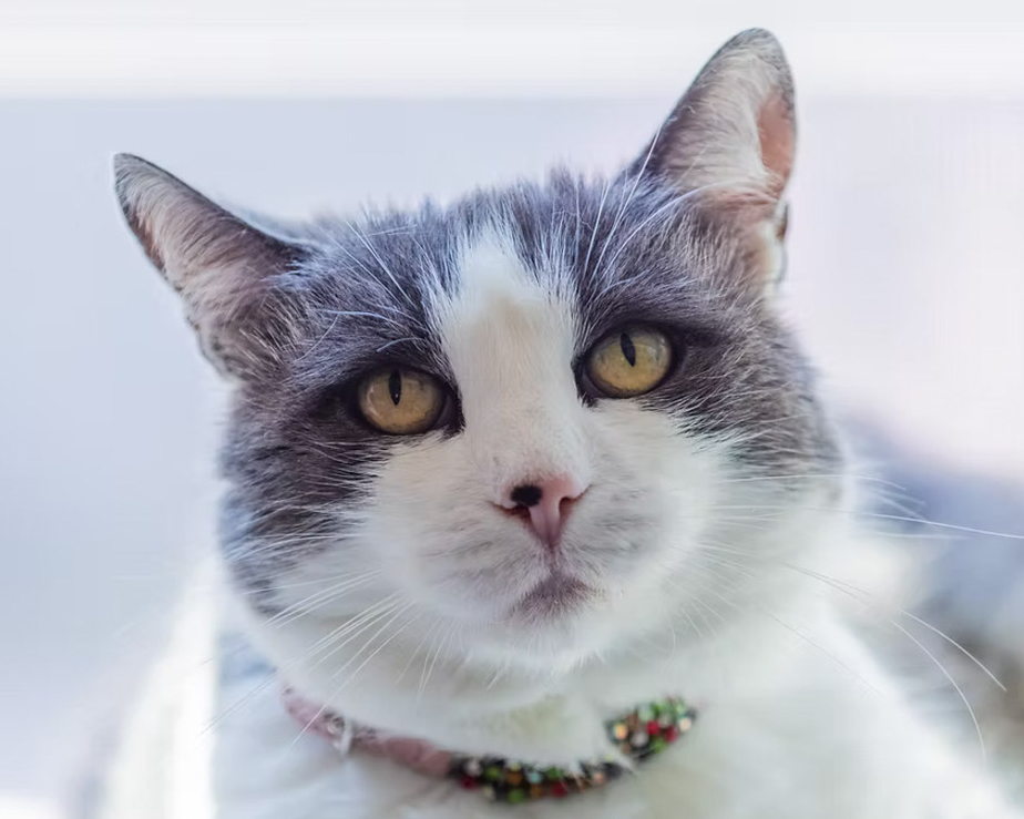 Header Image
Charity of the Month
Flower Feline Sanctuary
Gray Domestic Tuxedo Cat