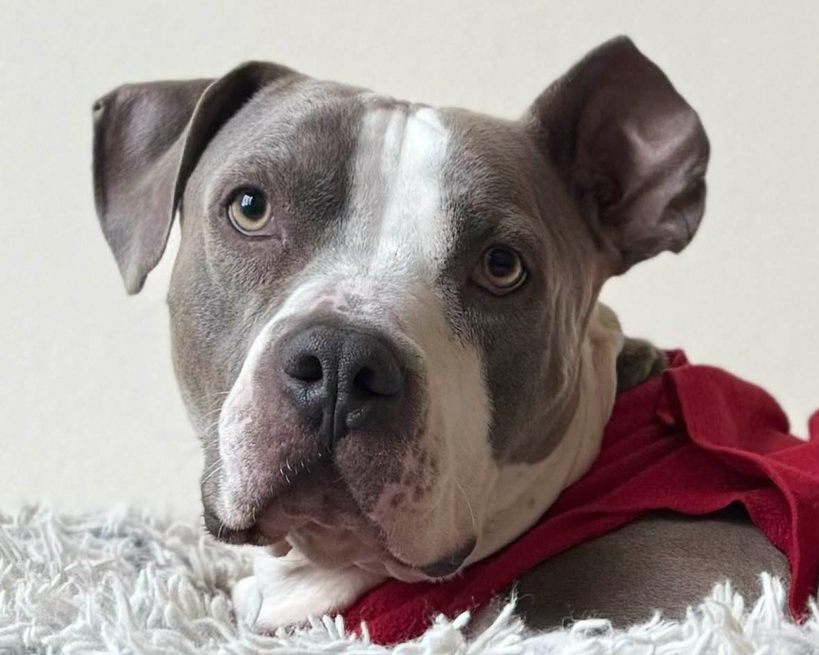 Header Image
Charity of the Month
Forgotten Dogs Rescue
Gray White Pit Bull Dog