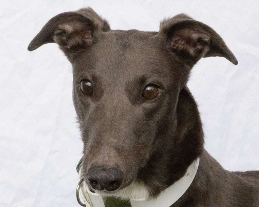 Header Image
Charity of the Month
Greyhound Pets, Inc.
Blue Greyhound