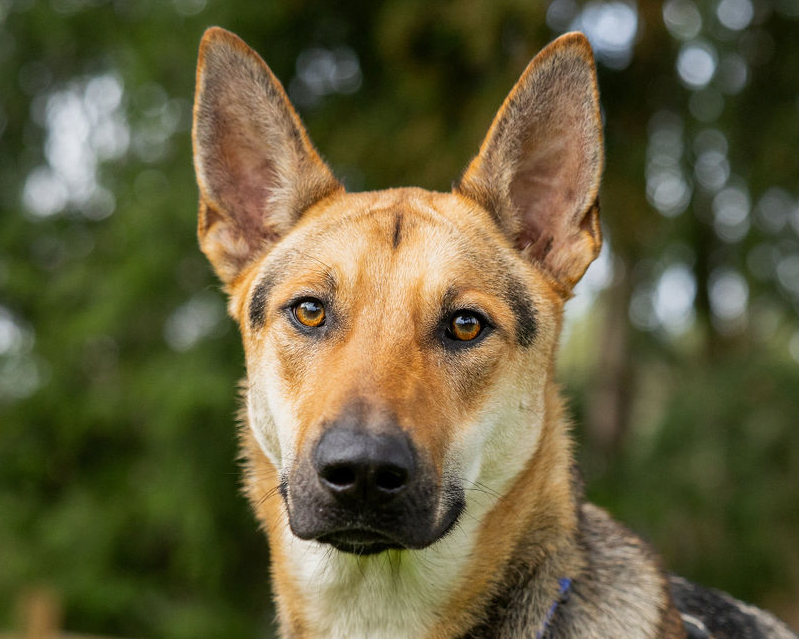 Header Image
Charity of the Month
Homeward Pet Adoption Center
German Shepherd Dog