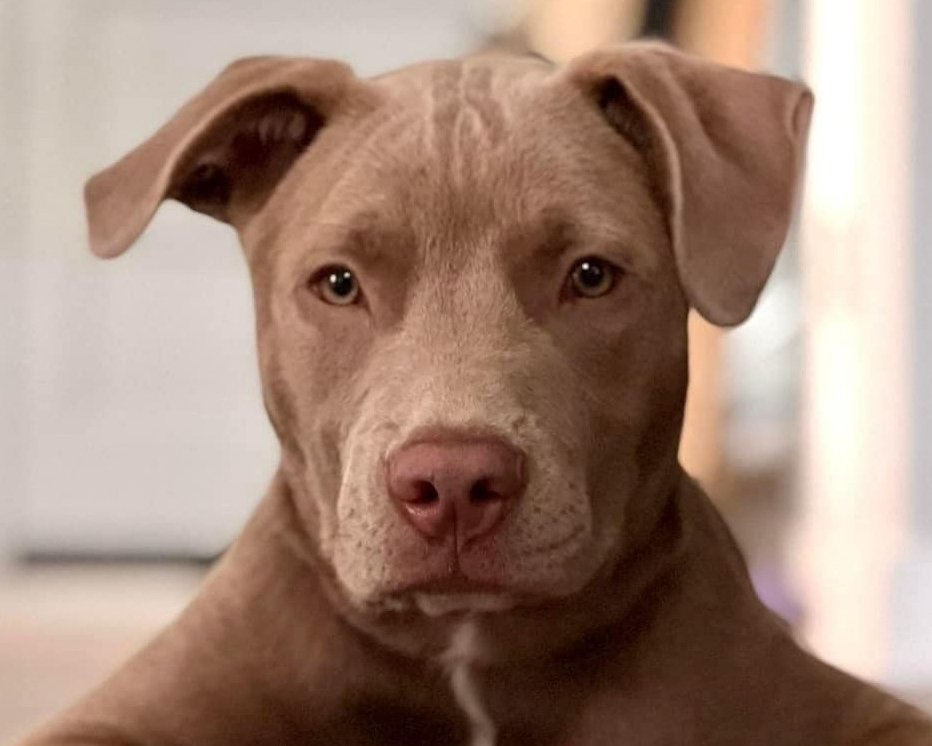 Header Image
Charity of the Month
Imagine Peace for Pups Rescue
Brown Pit Bull Supermutt Dog