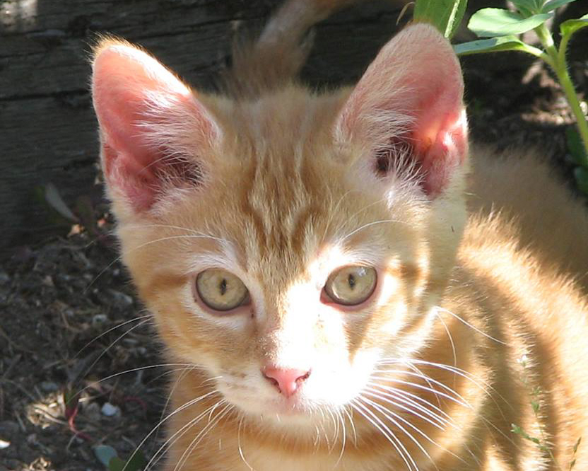 Header Image
Charity of the Month
Joplin's Sanctuary
Orange Tabby Cat