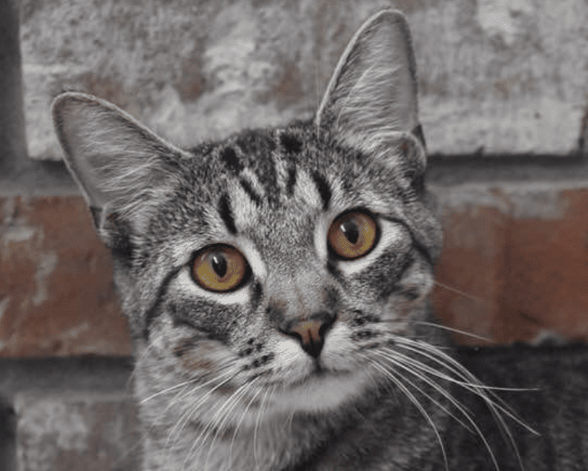 Header Image
Charity of the Month
Kitty Korner Cat Rescue and Lounge
Gray Tabby Cat