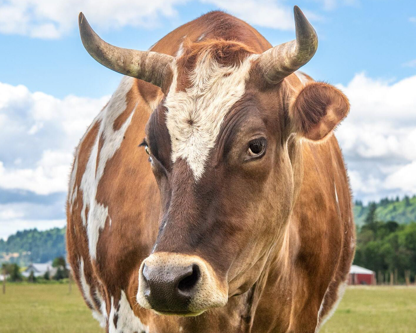Header Image
Charity of the Month
Lighthouse Farm Sanctuary
Brown White Bull