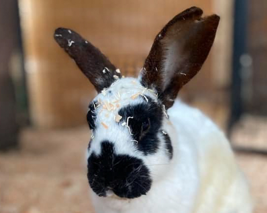 Header Image
Charity of the Month
Lilly's Safe Haven
Black White Bunny