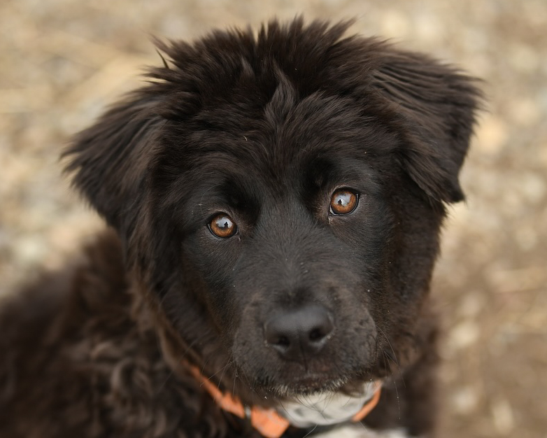 Header Image
Charity of the Month
Misspits Rescue
Black Furry Pit Bull Dog