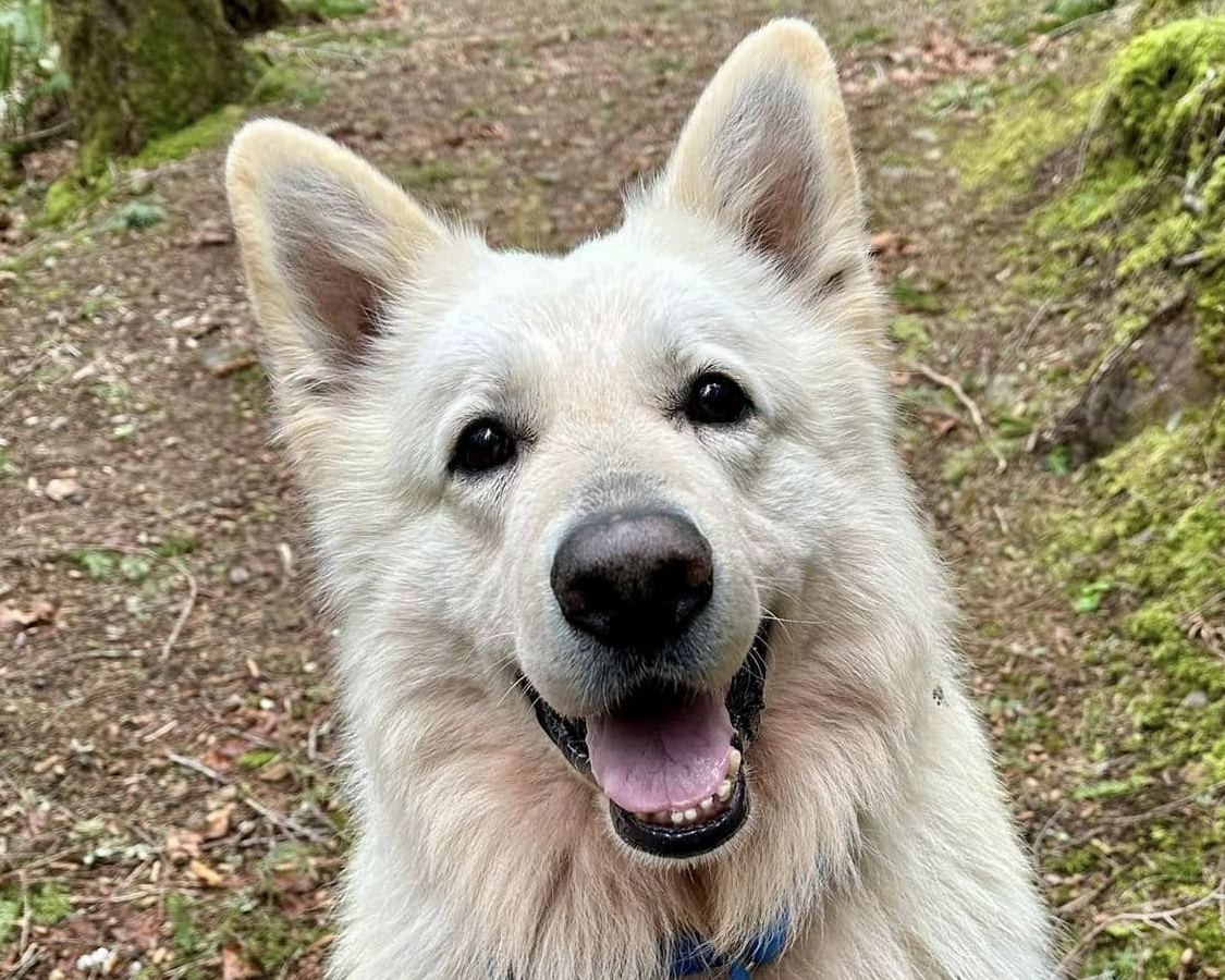 Header Image
Charity of the Month
Old Dog Haven
White Swiss Shepherd Dog