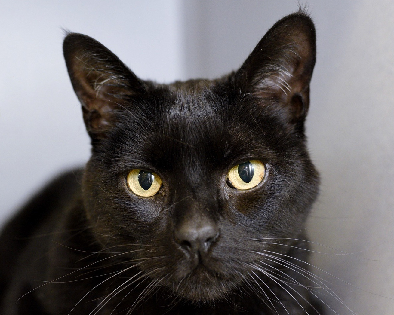 Header Image
Charity of the Month
Pawsitive Alliance
Black Cat