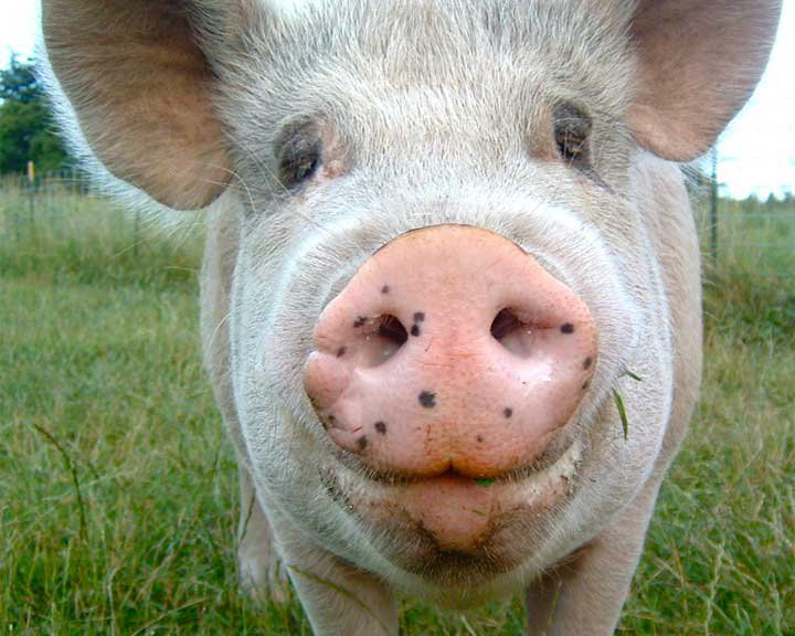 Header Image
Charity of the Month
Pigs Peace Sanctuary
Pink Pig
