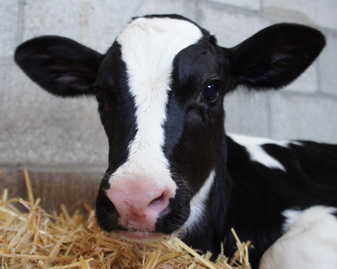 Header Image
Charity of the Month
Precious Life Animal Sanctuary
Black White Dairy Cow