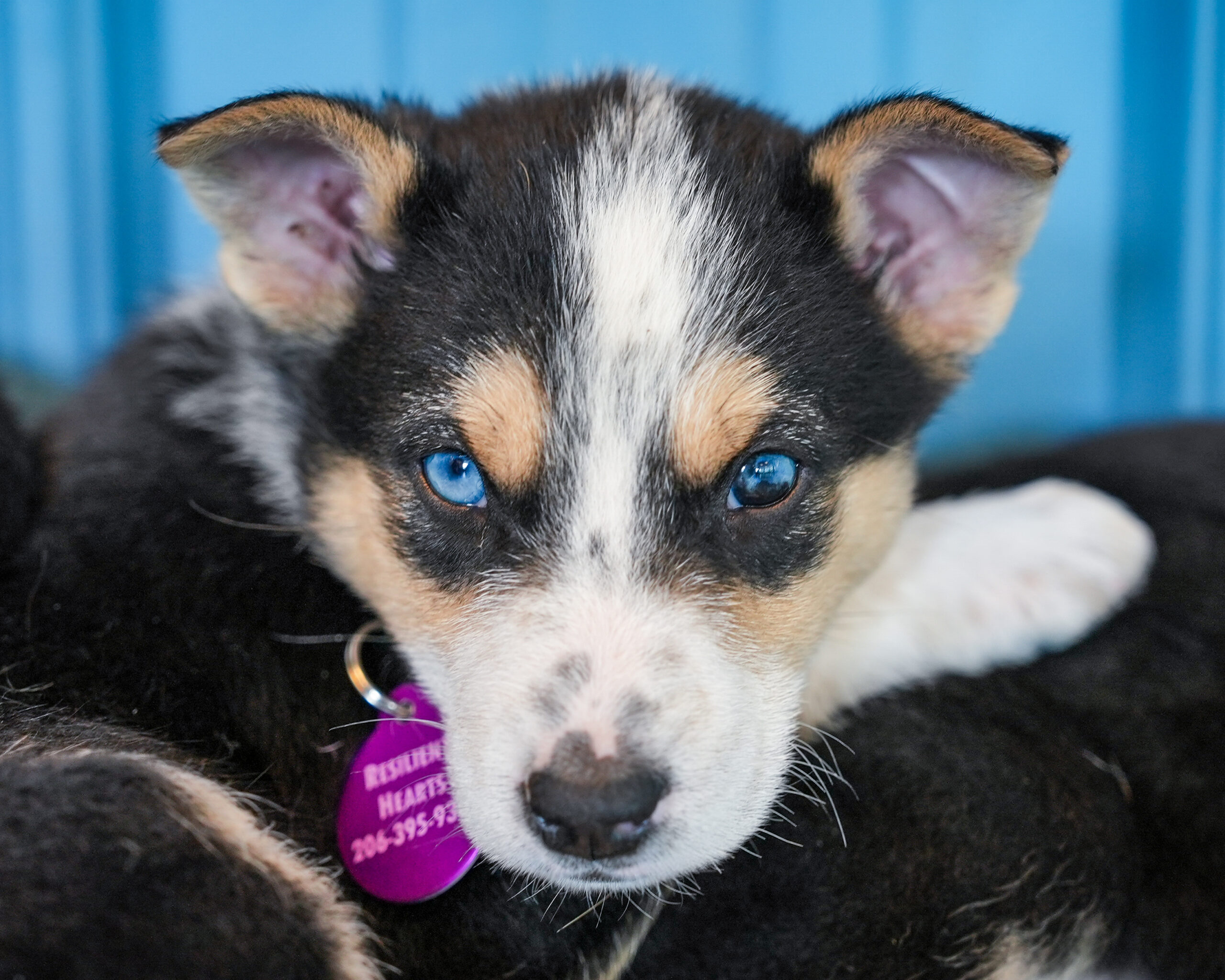 Header Image
Charity of the Month
Resilient Hearts Animal Sanctuary
Husky Cattle Dog