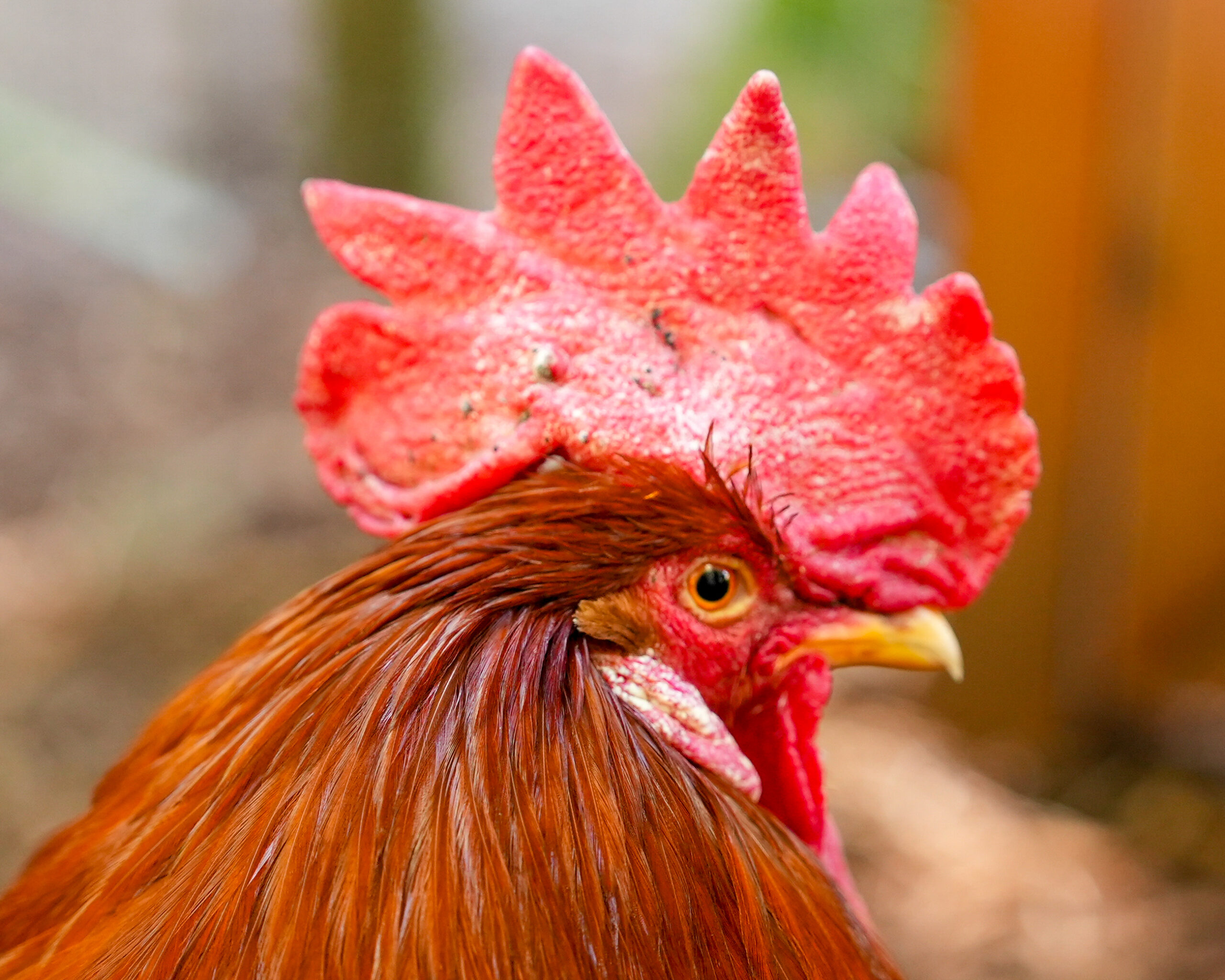 Header Image
Charity of the Month
Rooster Haus Rescue
Rooster