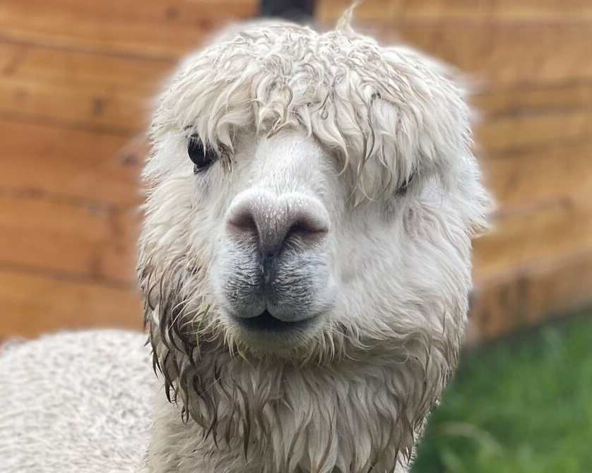 Header Image
Charity of the Month
Sammamish Animal Sanctuary
White Alpaca