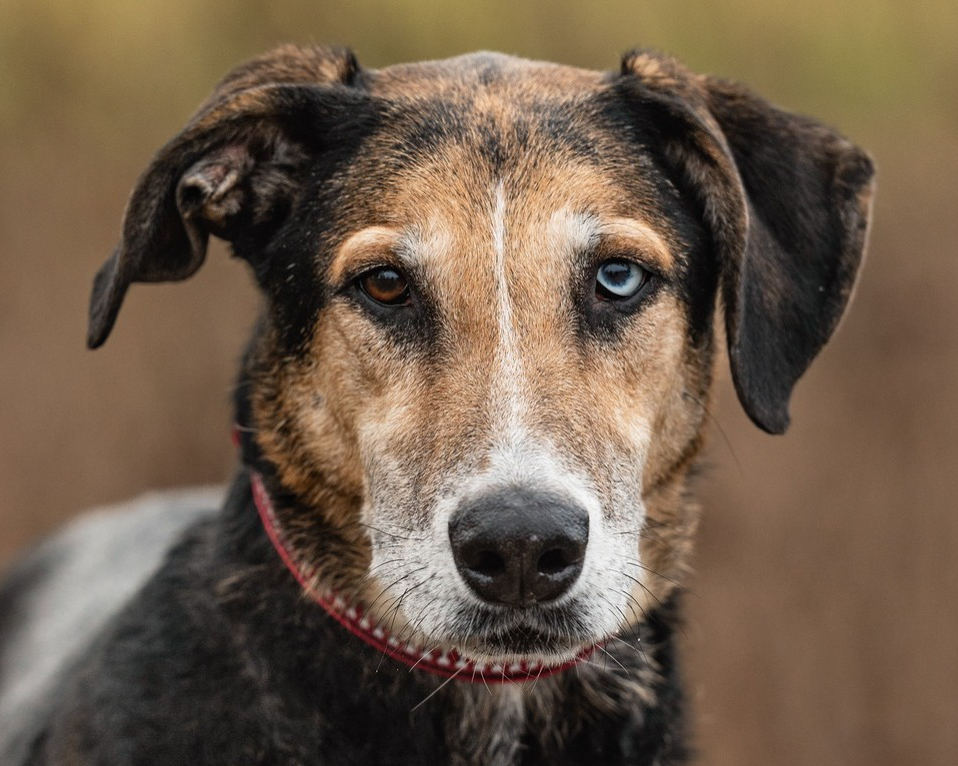 Header Image
Charity of the Month
Save-A-Mutt
Black Brown Coonhound Dog