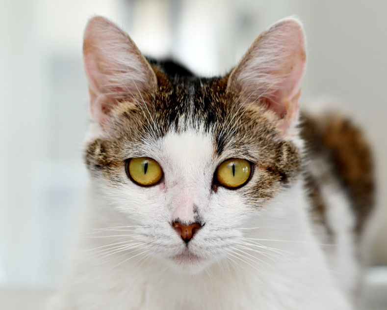 Header Image
Charity of the Month
Seattle Area Feline Rescue
White and Brown Tabby Cat