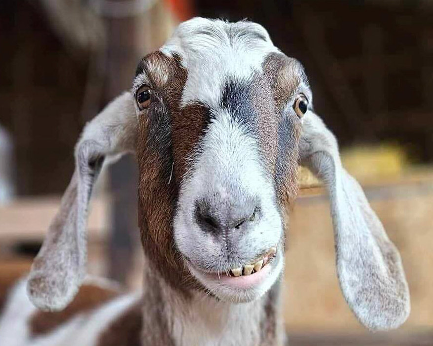 Header Image
Charity of the Month
Shanti's Heart Sanctuary
White Brown Goat