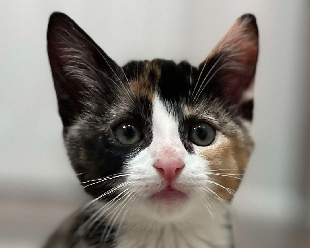 Header Image
Charity of the Month
Skys The Limit Pet Care
Calico Cat