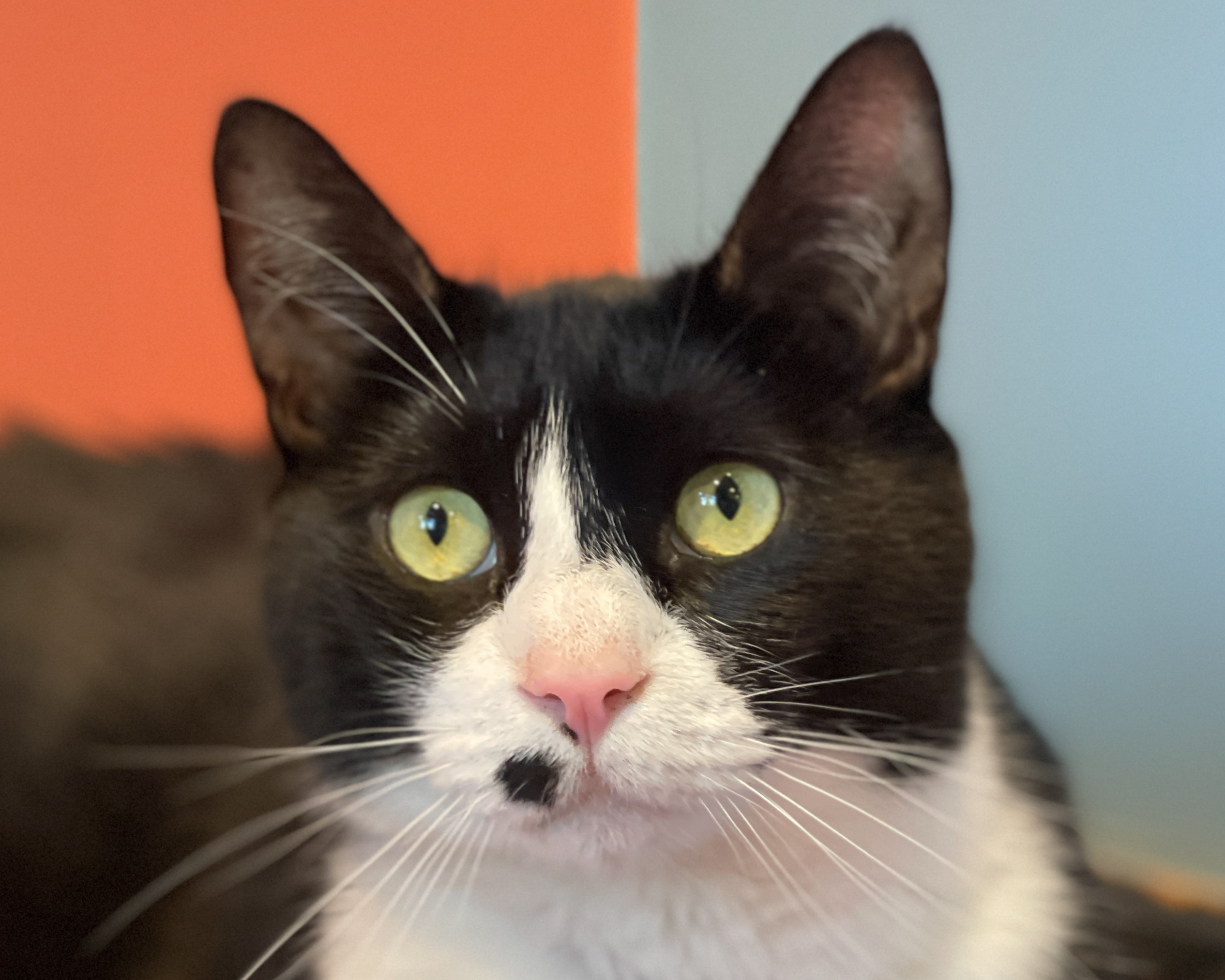 Header Image
Charity of the Month
The NOAH Center
Black White Tuxedo Cat