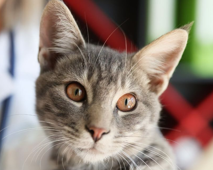 Header Image
Charity of the Month
Washington Health Outreach
Gray Tabby Cat