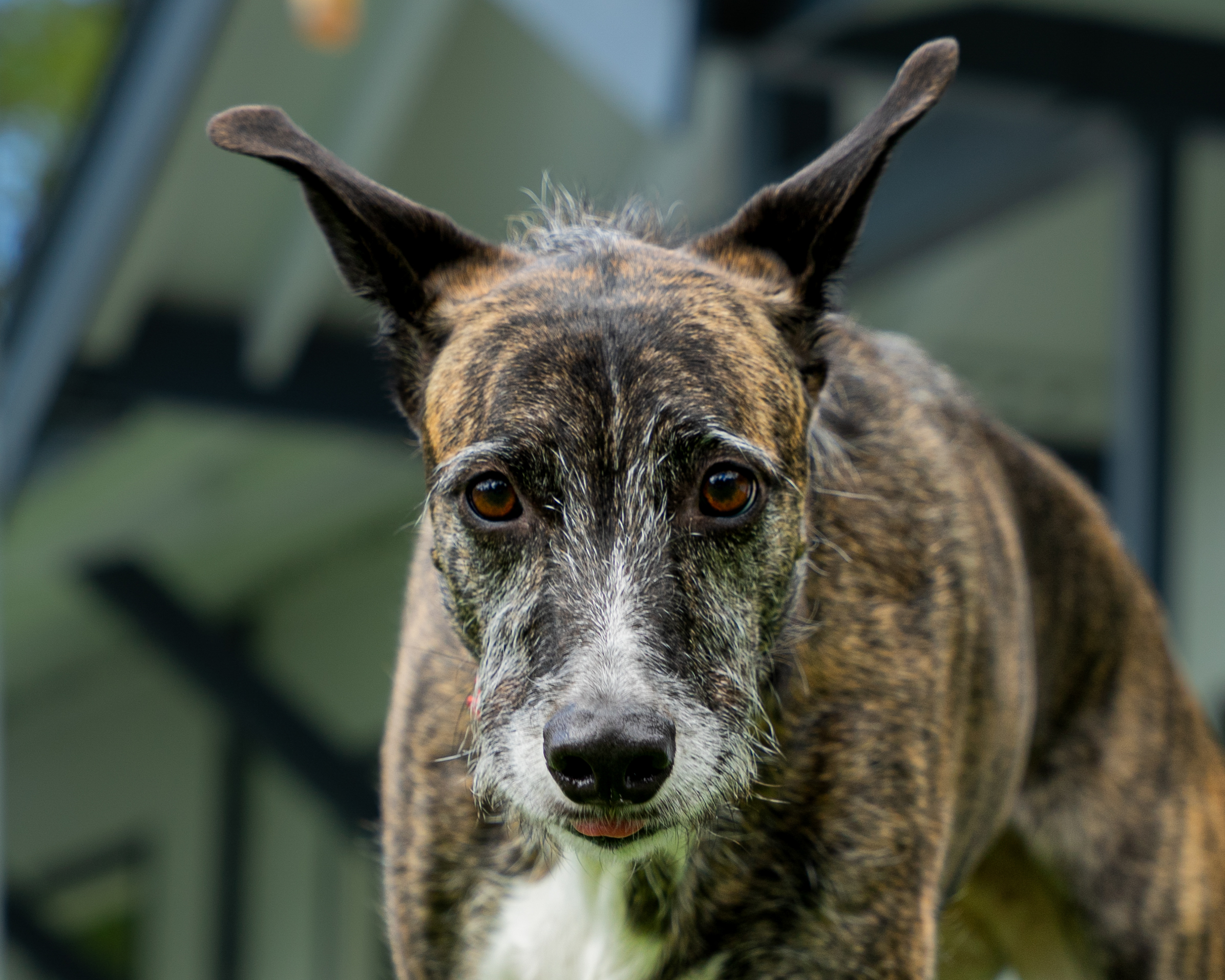 Header Image Charity of the Month Greyhound Pets, Inc. Brindle Greyhound Dog