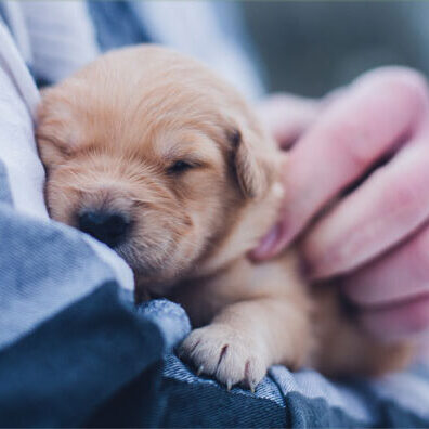 puppy vet bill program medical help